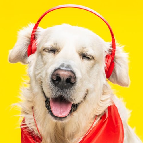 cute-happy-golden-retriever-in-headphones-and-red-CWTTQNV